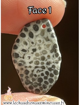 Corail fossile Noir...
