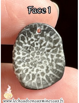 Corail fossile Noir...
